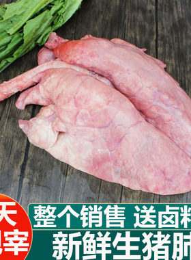 猪肺新鲜生猪肺整套销售重约1.4斤左右当天现杀猪杂鲜猪肉猪下货