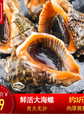 【3斤活海螺】鲜活新鲜超大海螺特大海鲜贝壳类生鲜特产野生香螺