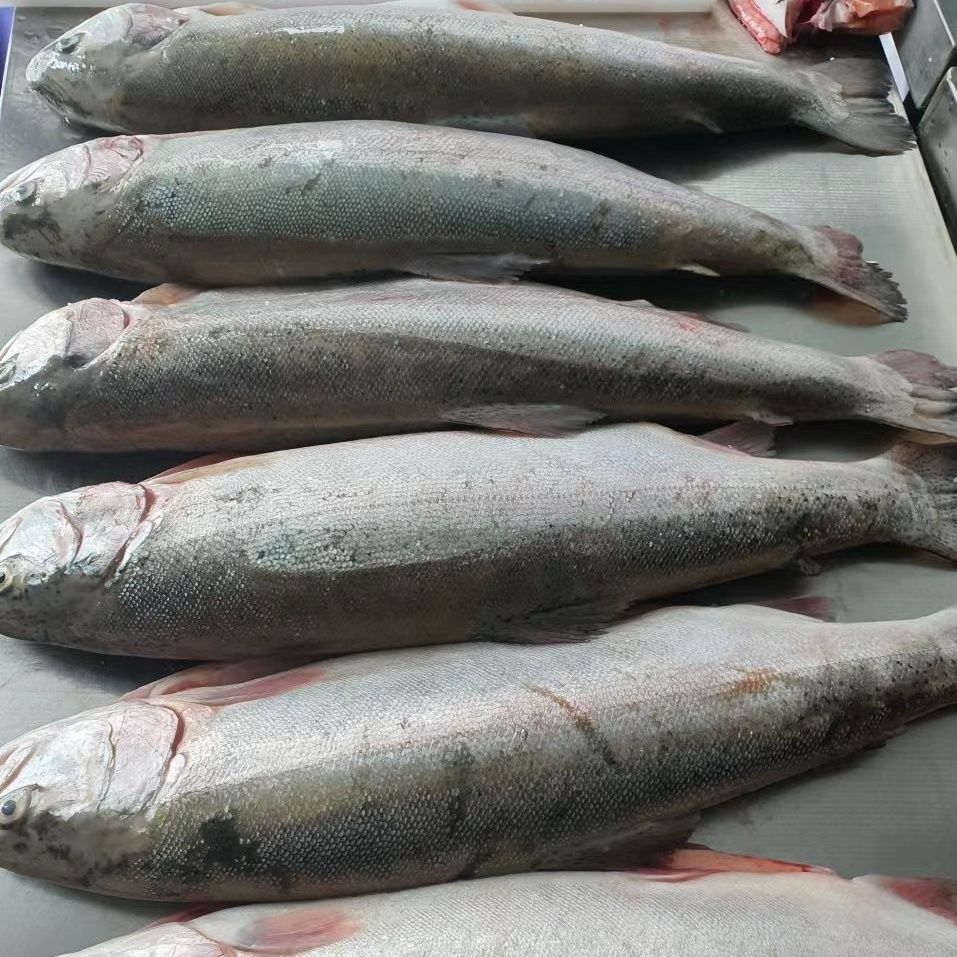 【顺丰包邮】新疆国产三文鱼整条4-6斤去内脏冰鲜三文鱼刺身新鲜