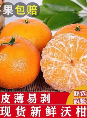 【沃柑福利】柑橘自然熟应季水果优质现剪现发纯甜新鲜水果