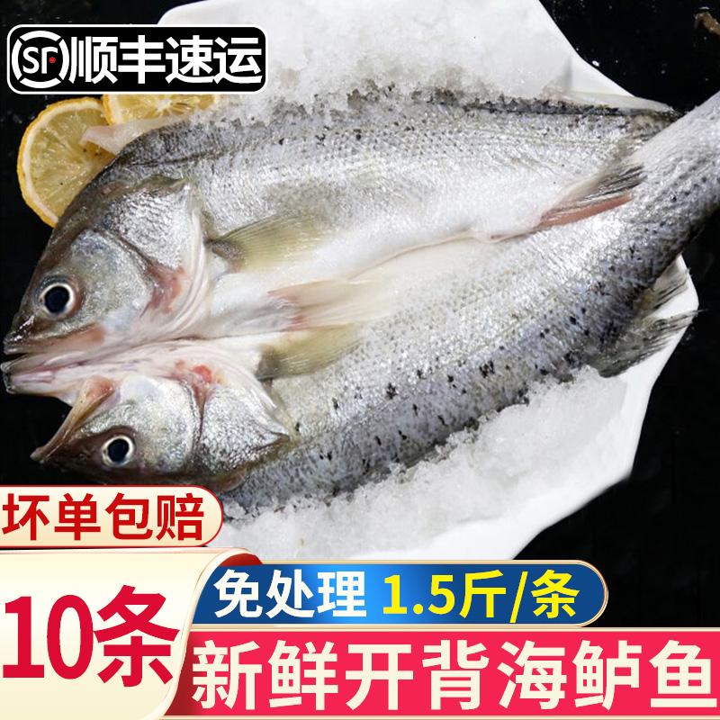 开背海鲈鱼新鲜冷冻深海七星鲈鱼海鱼海鲜水产卢鱼烤鱼商用半成品