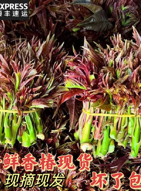 贵州特产野菜食用生鲜蔬菜新鲜现摘头茬香椿芽椿菜叶500g顺丰包邮