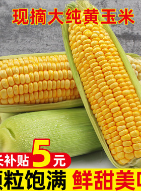 广西现摘大纯黄玉米3-5-9斤可生吃粘糯水果玉米甜苞谷非金银云南