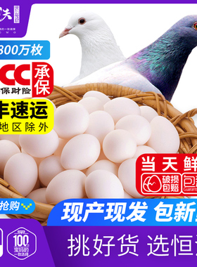 浙江恒沃新鲜鸽子蛋当日现产农家散养白鸽蛋30个装枚营养生鲜包邮
