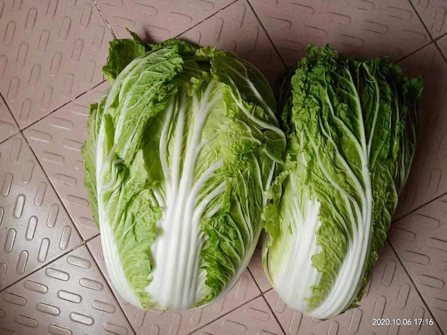 新鲜蔬菜  新鲜大白菜  新鲜青菜  一颗5斤左右