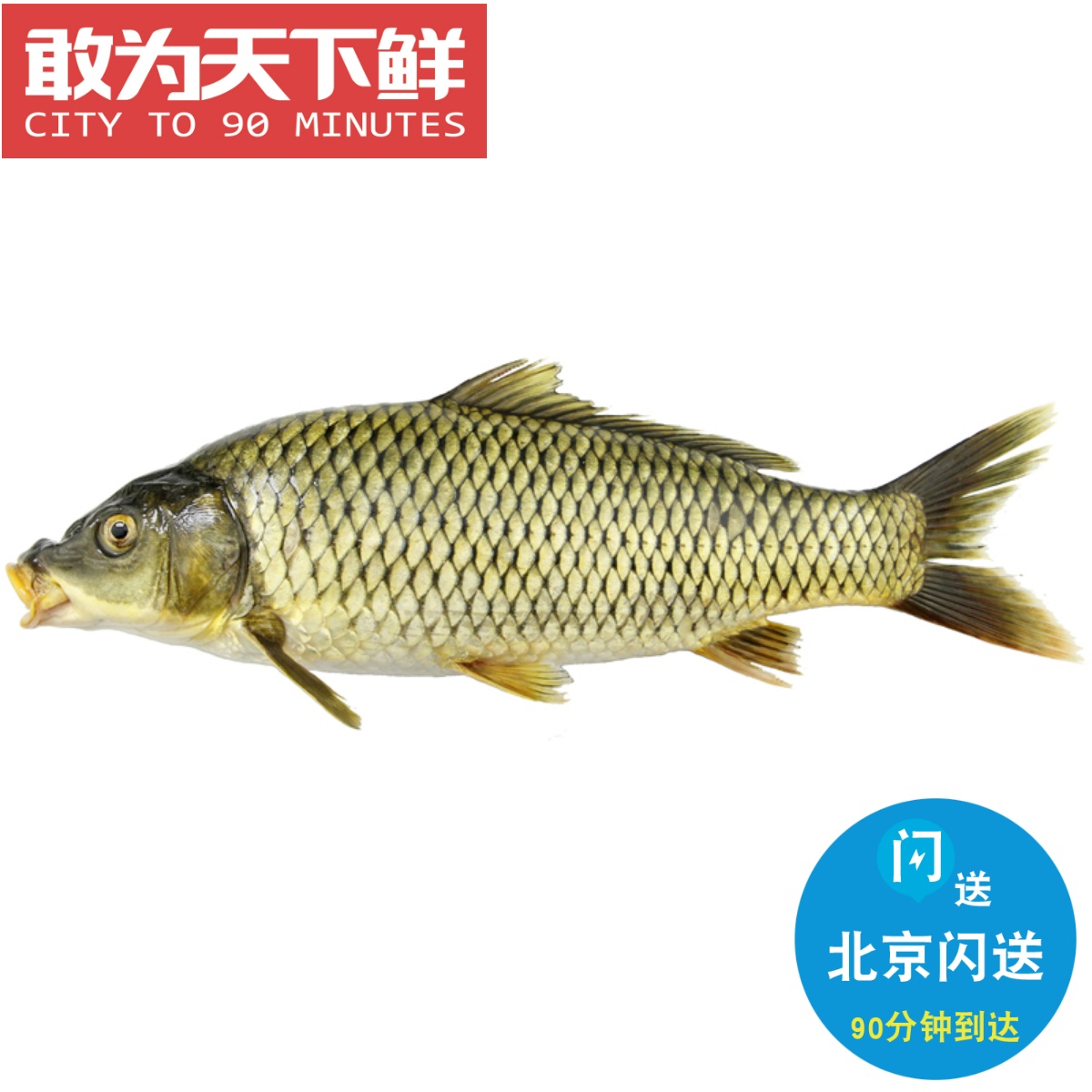 2-5斤可选 北京闪送 鲜活 鲤鱼 新鲜淡水鱼类