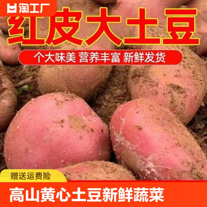 高山红皮黄心土豆新鲜蔬菜红皮洋芋农家当季现挖马铃薯蔬菜原产地