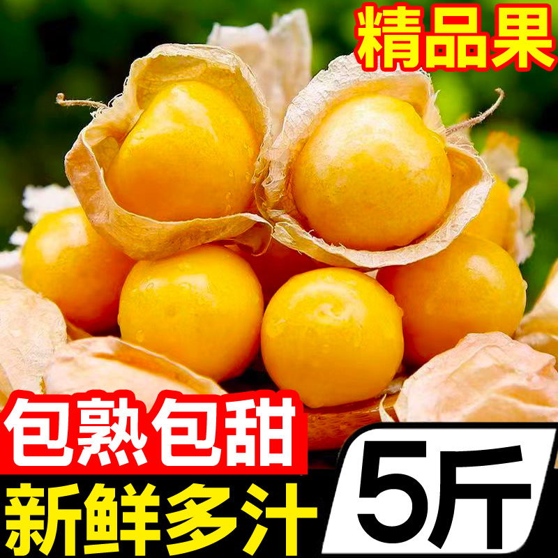 精品东北姑娘果应当季新鲜罕见水果黄洋红花菇娘果特大果整箱批发