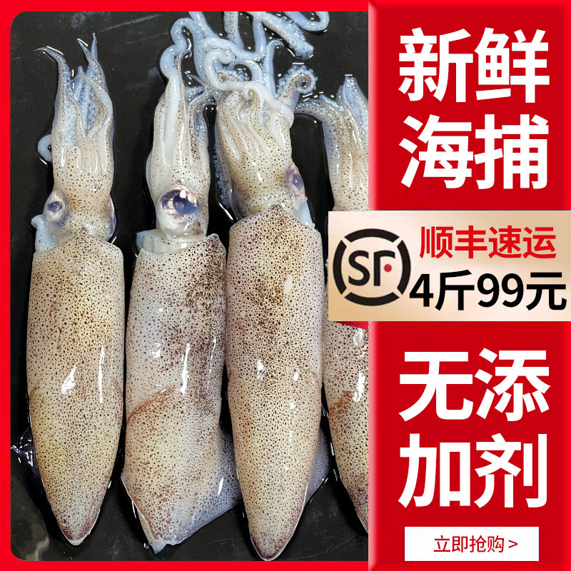 4斤笔管鱼新鲜小管鲜活海兔海鲜水产小鱿鱼生鲜鱿鱼海兔子非满籽