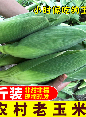 新鲜老式笨玉米棒子5斤9斤现摘现发陕西农家特产黄玉米带皮老玉米