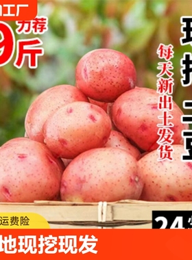 新鲜土豆云南红皮土豆马铃薯高山洋芋黄心小土豆蔬菜当季自提自种