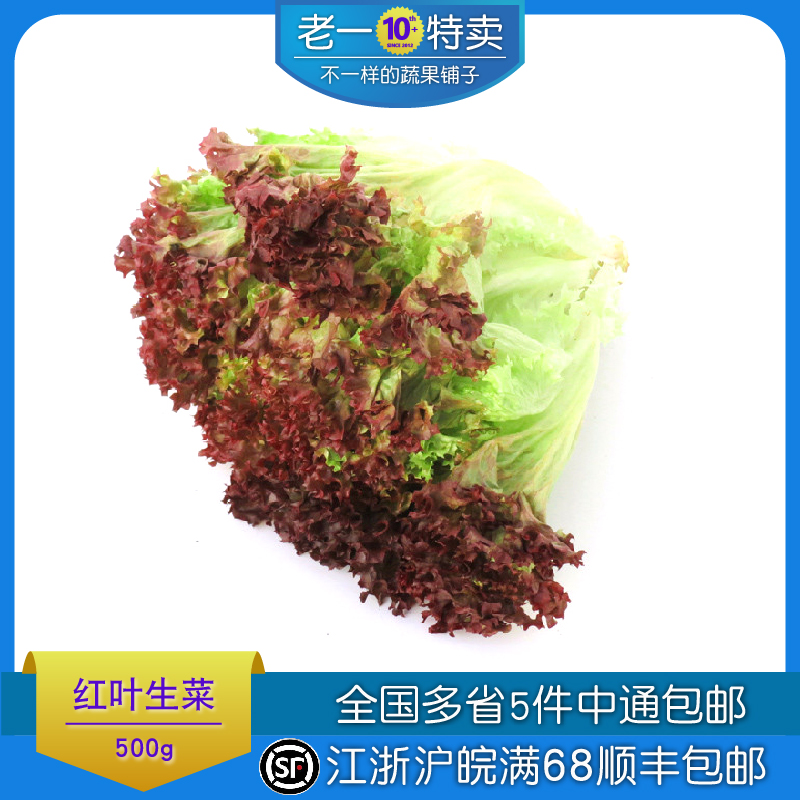 老一特卖 新鲜红叶生菜 紫叶 罗莎红 红珊瑚 紫生菜 沙拉菜 500g