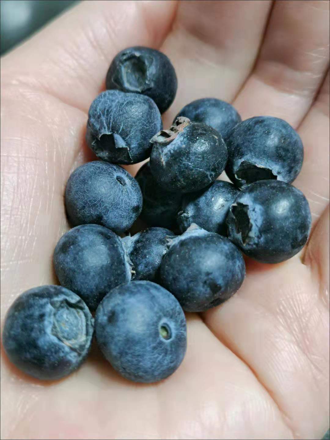 新鲜水果  新鲜蓝莓  125g   Blueberry 只发北京