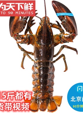 1-15斤可拍 北京闪送 加拿大龙虾鲜活进口海鲜特大活虾波士顿龙虾