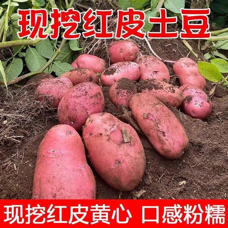 云南红皮土豆新鲜当季蔬菜马铃薯现挖小洋芋农家自种高原黄心土豆