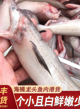 舟山特产新鲜水产龙头鱼鲜活冷冻豆腐鱼生鲜九肚鱼水潺鱼3斤装
