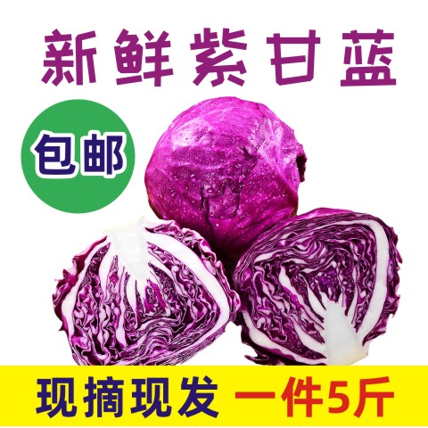 紫甘蓝5斤绿食者现摘紫包菜球紫色新鲜甘蓝西餐蔬菜轻食沙拉食材