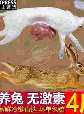 农家散养兔子肉新鲜现杀兔肉带皮整只冷冻生鲜烧烤生肉食材包邮