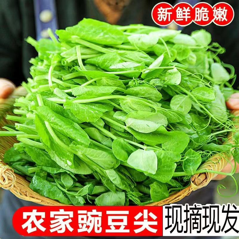 豌豆尖新鲜 四川应季豌豆芽 酒店配菜 农家特色蔬菜