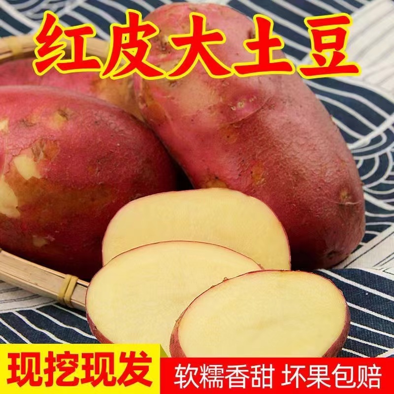 云南新鲜小土豆现挖当季迷你红皮黄心马铃薯洋芋农家自种蔬菜10斤