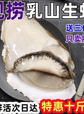 鲜活乳山生蚝超大牡蛎生鲜贝类海鲜海蛎子刺身十斤装包邮真肥美