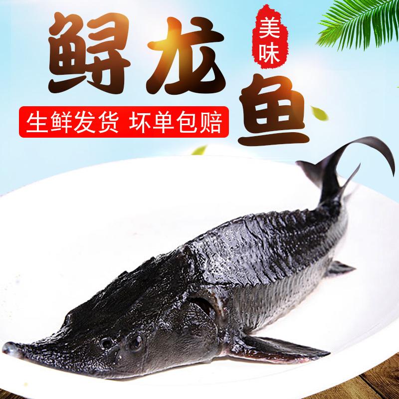 （一斤条）淡水鲟鱼无骨无刺去内脏速冻整条包装海鲜生鲜中华水产