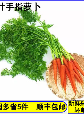 产地直销手指萝卜新鲜迷你小萝卜西餐食材萝卜500g蔬菜沙拉即食