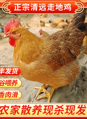 【主播推荐】正宗清远鸡土鸡农家散养老母鸡走地鸡新鲜现宰黄油鸡