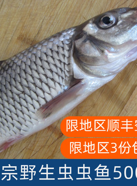 东北吉林虫虫鱼淡水重唇鱼食用鲜活速冻水产包处理