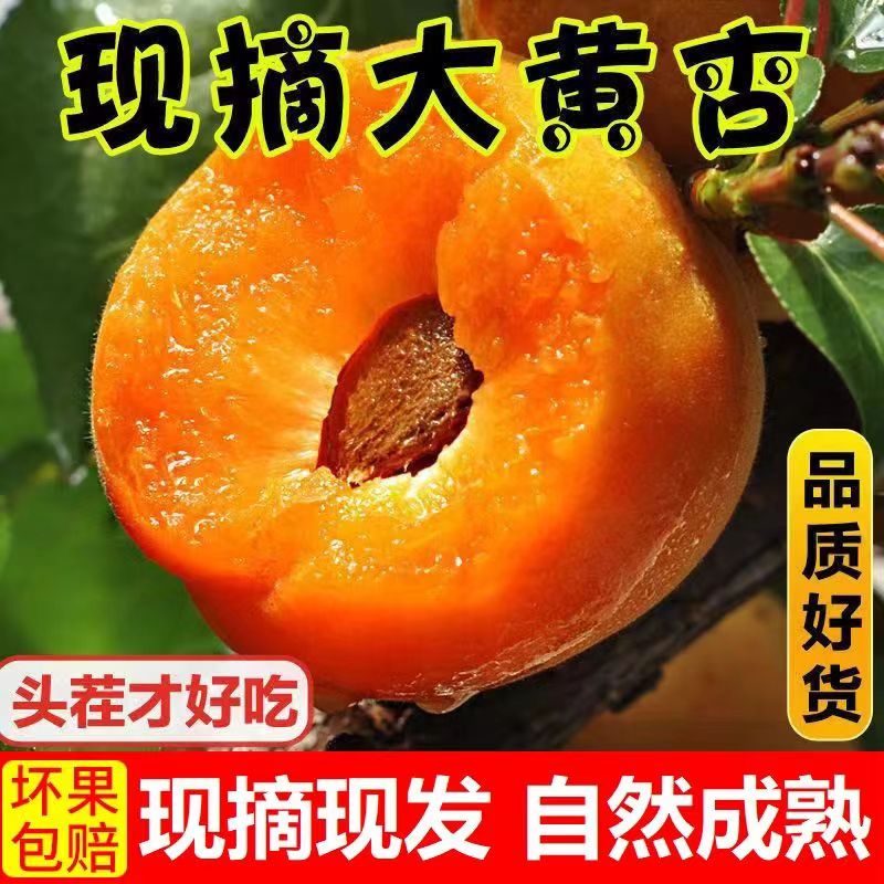 2024年当季新鲜大黄杏自然成熟酸甜杏子孕妇生鲜水果整箱现摘现