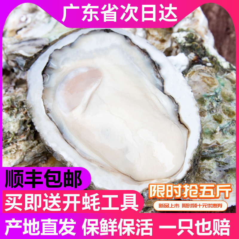 广东生蚝鲜活5斤特大整箱新鲜海蛎子海鲜水产鲜活牡蛎烧烤可商用