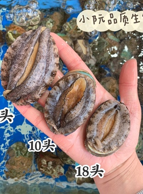 特大6头鲍鱼鲜活鲍鱼新鲜野生大鲍鱼大个活体一斤价海鲜水产贝壳