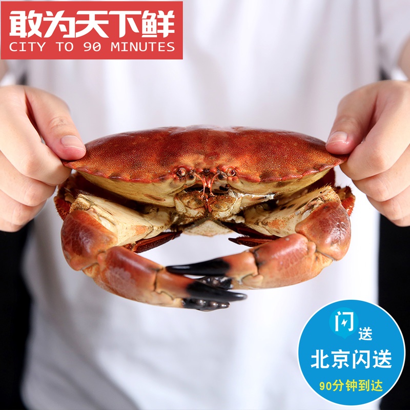 1.5-3斤可选 北京闪送 鲜活面包蟹 英国进口黄金蟹大螃蟹海鲜水产