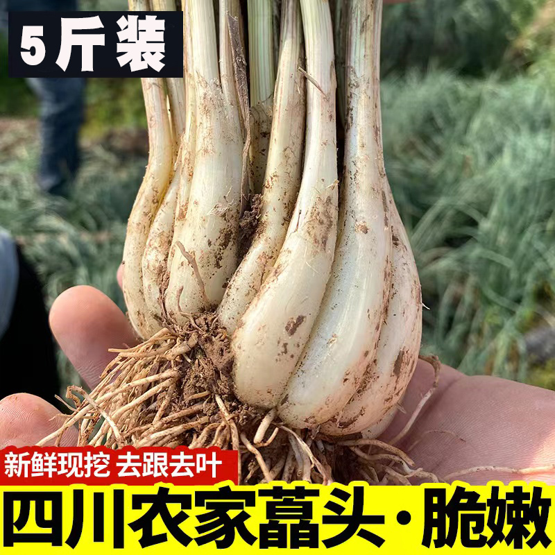 四川藠头新鲜现挖5斤荞头小蒜茭头农家自种包邮可腌制泡菜蔬菜