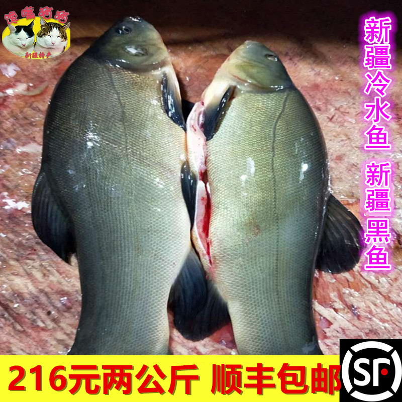 新疆冷水鱼 新鲜黑鱼2000g 现宰现发顺丰包邮产地发货 稀有生鲜鱼