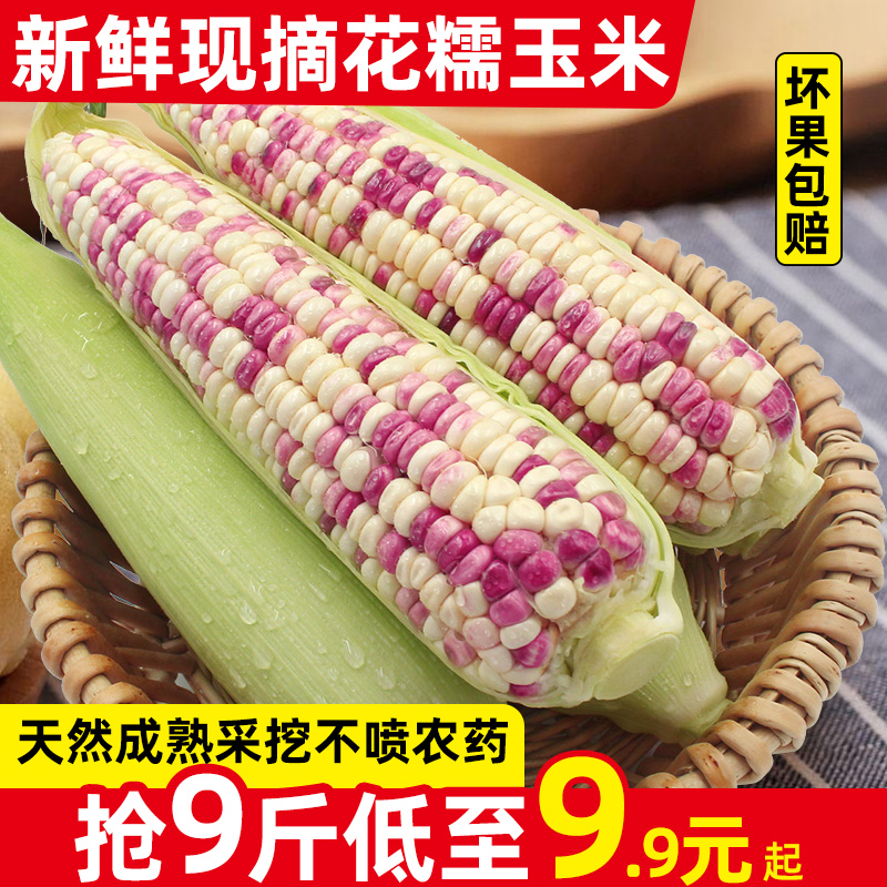 新鲜现摘花糯玉米5-9斤现摘当季甜玉米棒子苞谷粒水果玉米蔬菜
