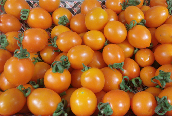 新鲜黄小西红柿  黄西红柿 黄番茄 黄柿子 圣女果  500g