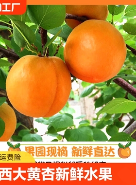 陕西大黄杏新鲜水果5斤当季整箱礼盒香甜多汁杏子