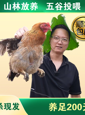 猫哥搵食推荐清远阳山走地鸡麻鸡山林放养200天光鸡净重2.4斤
