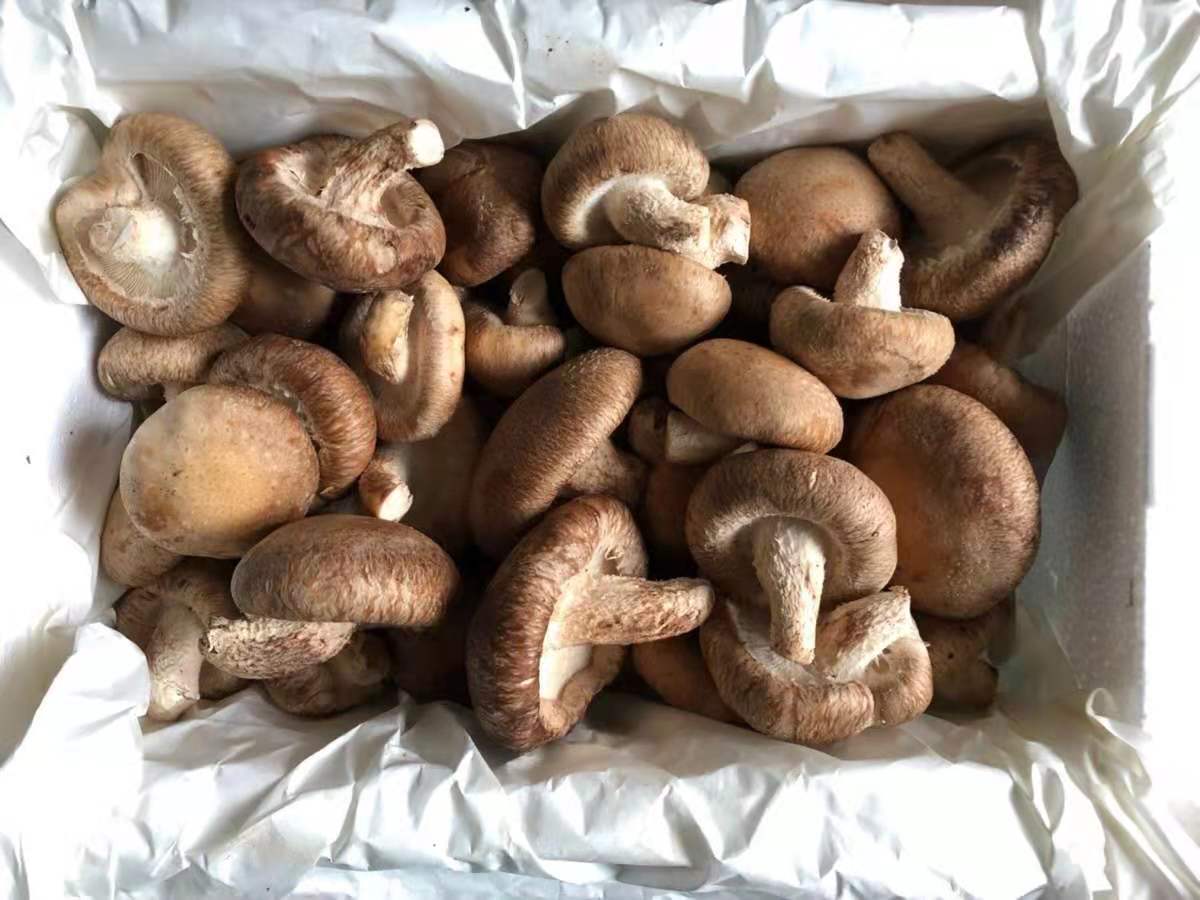 新鲜香菇  鲜香菇  蘑菇    500g 京津冀68包邮顺丰