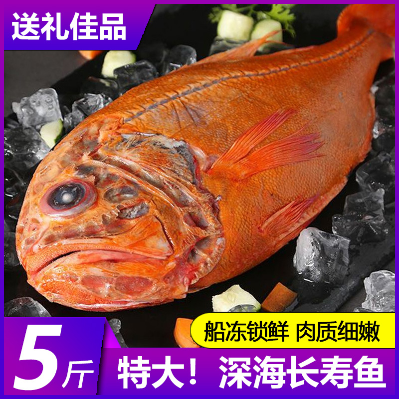 深海长寿鱼超大海鱼橙鲷鱼红石斑鱼新西兰海鲜水产鲜活冷冻