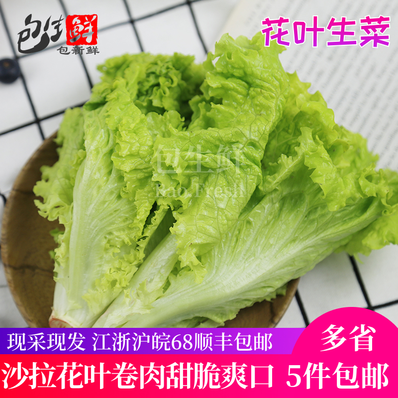 【包生鲜】花叶生菜500g 新鲜罗莎绿散叶西餐沙拉蔬菜