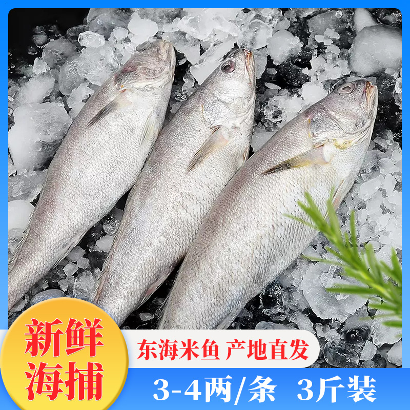 舟山东海海捕米鱼鮸鱼新鲜鲜活冷冻深海生鲜海鲜水产整箱商用