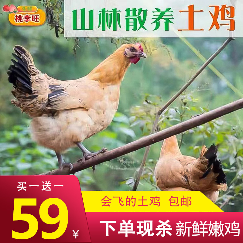 桃李旺买一送一现杀新鲜母鸡农家散养土鸡山林走地鸡生鲜鸡肉整鸡