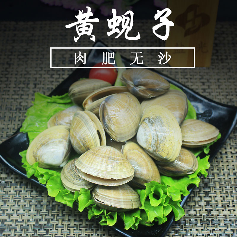 新鲜青蛤蛤蜊黄蚬子 宁波石浦鲜活海鲜花蛤贝壳 煮汤煲汤清炒