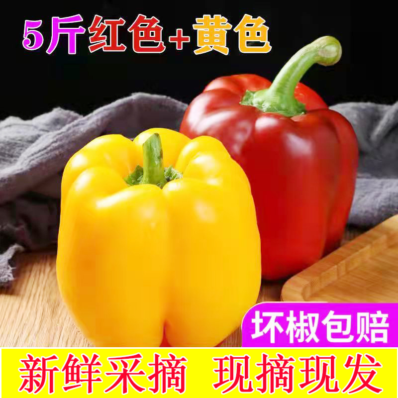 五彩椒新鲜圆椒柿子椒太空椒红黄水果椒蔬菜沙拉甜椒不辣现摘
