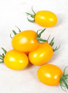圣女果 新鲜水果小番茄沙拉菜小西红柿黄圣女果250g