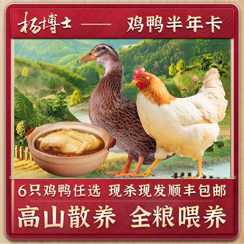 杨博士正宗老母鸡土鸡高山农家散养全粮喂养现抓现发新鲜整鸡