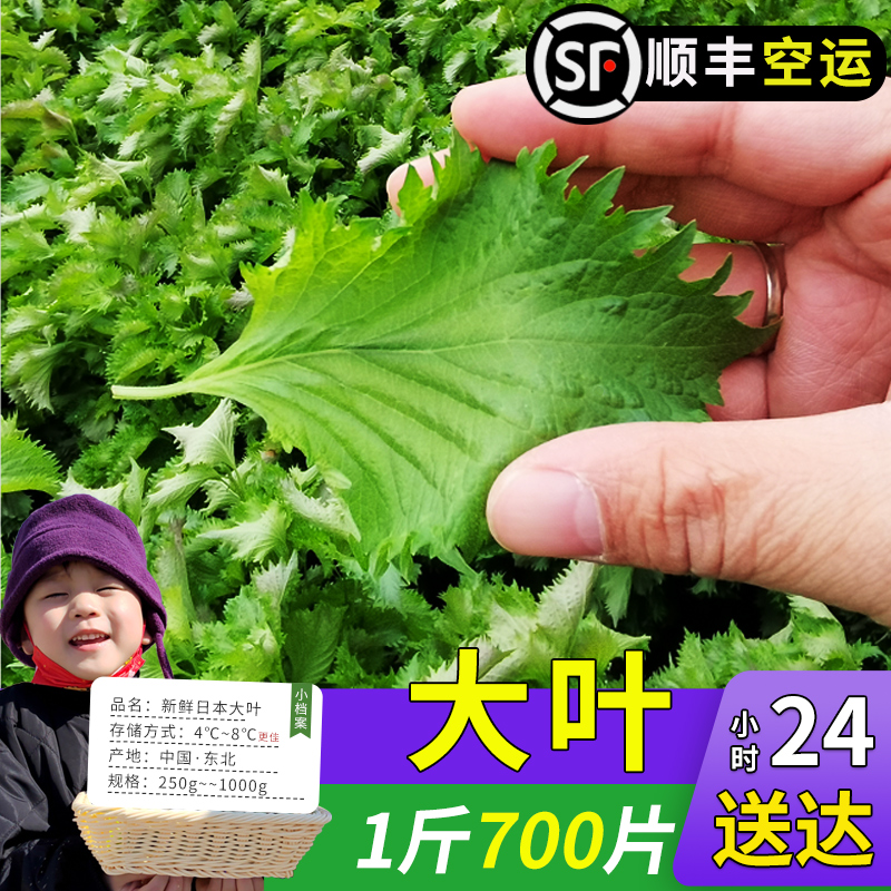 新鲜苏子叶1斤约700片日料理大叶紫苏叶西餐香料刺身装饰摆盘用