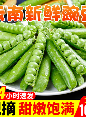 2023年云南本地现摘水果甜豌豆10斤新鲜生豌豆粒带壳嫩青豆5甜豆